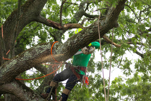 How Our Tree Care Process Works  in  Avalon, PA